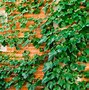 Image result for Ivy Vine Plant