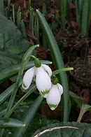 Image result for Galanthus plicatus Vera Trum