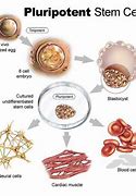 Image result for Pluripotent Stem Cells Types