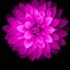 Image result for Black Floral iPhone Wallpaper