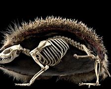 Image result for Anatomy of a Hedgehog