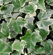 Image result for HEDERA HELIX LITTLE DIAMANT