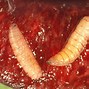 Image result for "cherry-fruit-fly"