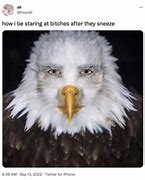 Image result for Human Eagle Meme