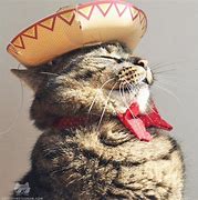 Image result for Mexican Cat Wallpaper