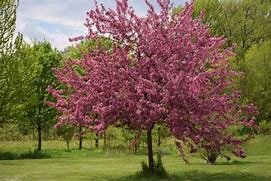 Image result for flowering crabapple apples trees types