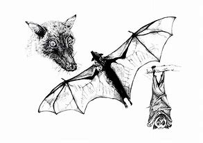Image result for Spectacled Flying Fox Poster