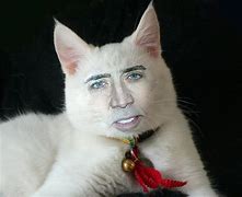 Image result for Carl Cat Meme