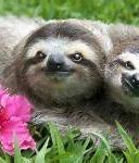 Image result for Sloth Best Friends