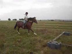 Image result for Horse Accidents