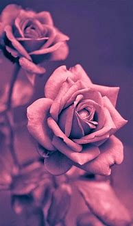 Image result for Dark Roses with Gold iPhone Backgrounds