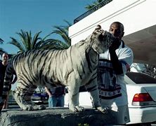Image result for Mike Tyson with Tiger