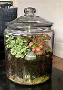 Image result for Terrarium with Plants