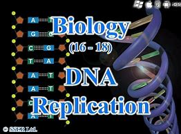 Image result for DNA Replication Bubble