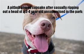 Image result for Cupcake Pitbull Meme