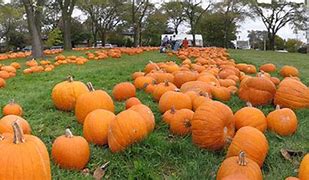 Image result for Picture of Person Picking a Pumpkin
