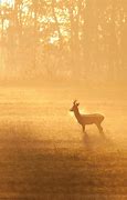 Image result for Deer Shedding