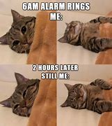 Image result for Really Funny Cat Memes