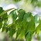 Image result for Maple Trees Types by Leaf