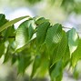 Image result for Blue Leaf Maple Trees