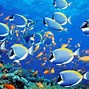 Image result for Ocean Fish Wallpaper