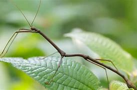 Image result for Stick Insect Life Cycle