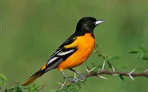 Image result for Maryland Oriole