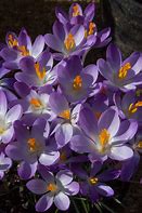 Crocus tommassinianus Whitewell Purple に対する画像結果