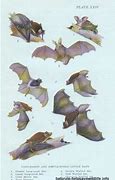 Image result for Antique Bat Sketching