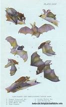 Image result for Bat Drawing Anime
