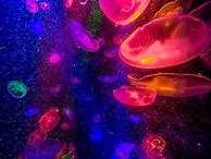 Image result for Water iPhone Wallpaper Underwater