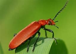 Image result for Red Garden Bugs