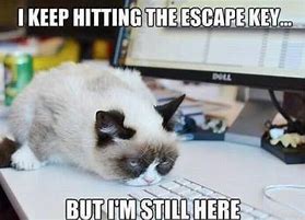 Image result for Grumpy Cat Monday Memes for Work