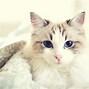 Image result for Orange and White Spotted Cat