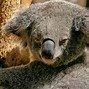 Image result for Koala Dangerous