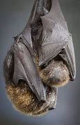 Image result for 6Ft Sleeping Bat