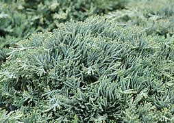 Image result for Juniperus horizontalis Icee Blue