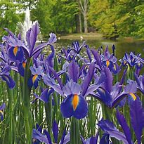 Image result for Iris hollandica Stronggold