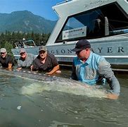 Image result for Biggest Sturgeon