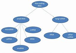 Image result for Non-Coding RNA