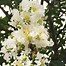 Image result for Lagerstroemia Sioux