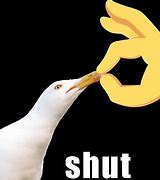 Image result for Shut Seagull Meme