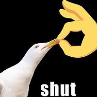 Image result for Shut Seagull Meme