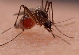 Image result for Mosquito