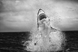 Image result for A Big Shark