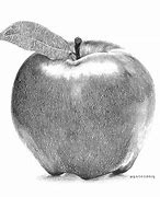 Image result for Apple Sketches