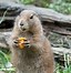 Image result for Groundhog Eating Garden