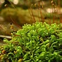 Image result for Hypnum Moss