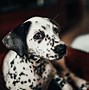 Image result for Top 100 Cutest Dogs