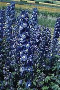 Image result for Delphinium pacific Blue Bird